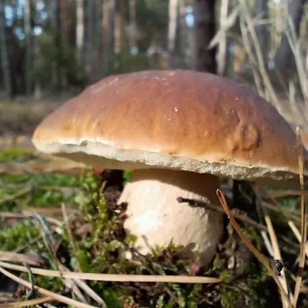 Jurta Na Skraju Lasu Luxury tent *